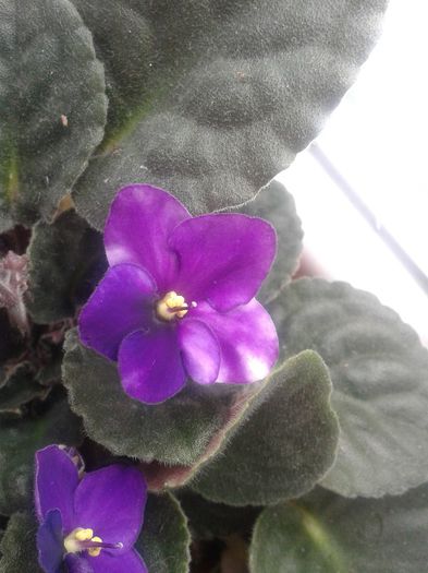 20130403_100138 - violete de parma