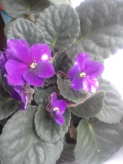 20130403_100146 - violete de parma