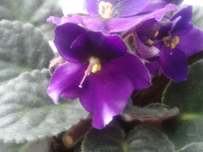 20130403_100159 - violete de parma