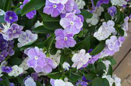 Brunfelsia-floribunda dwarf