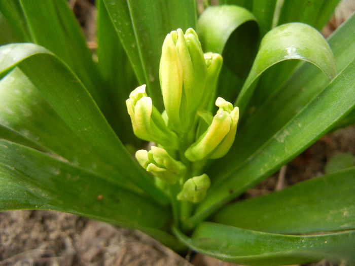 Hyacinth Yellow Queen (2013, April 03) - Hyacinth Yellow Queen