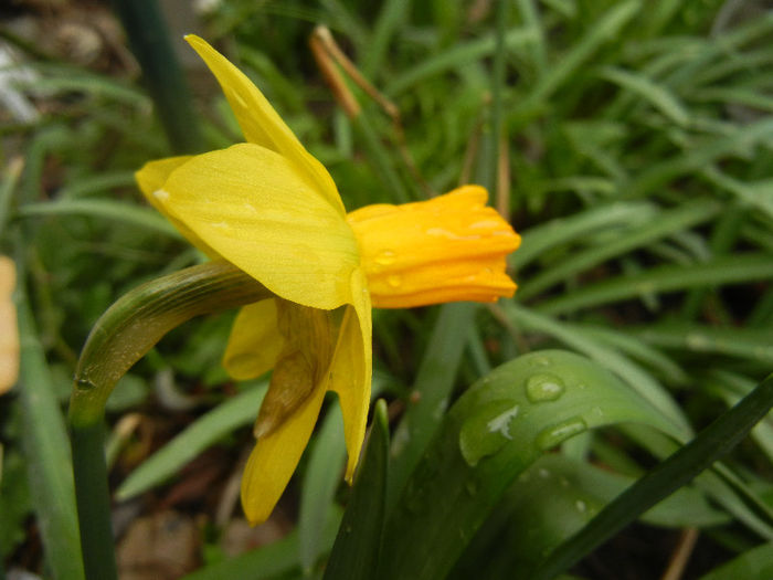 Narcissus Jetfire (2013, April 03)