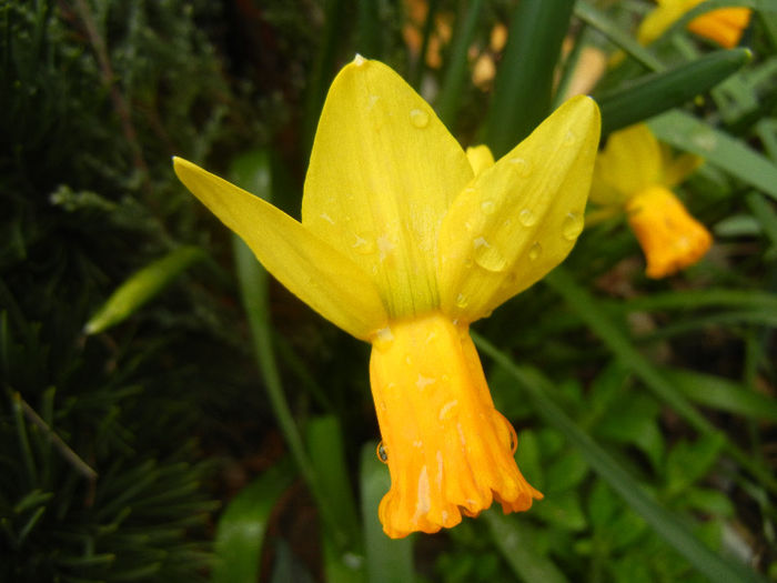 Narcissus Jetfire (2013, April 03)