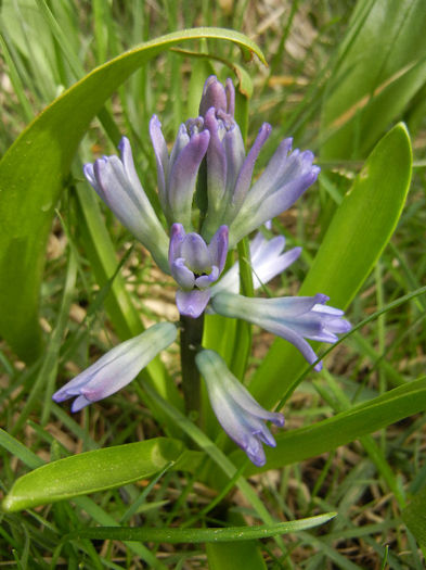 Hyacinth Peter Stuyvesant (2013, Apr.02)