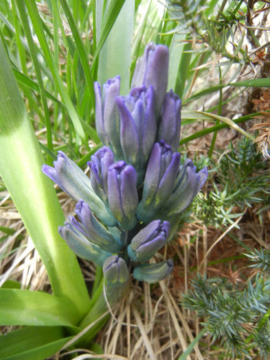 Hyacinth Peter Stuyvesant (2013, Apr.02) - Hyacinth Peter Stuyvesant