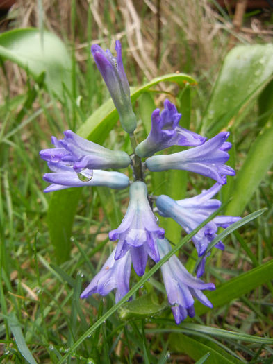 Hyacinth Peter Stuyvesant (2013, Apr.03) - Hyacinth Peter Stuyvesant