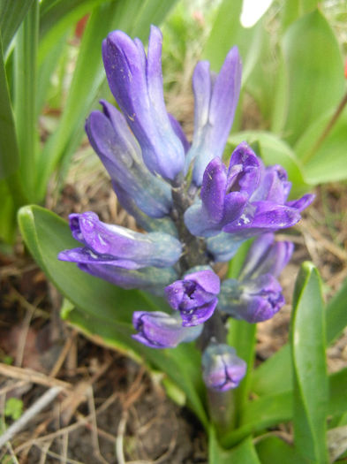 Hyacinth Peter Stuyvesant (2013, Apr.03) - Hyacinth Peter Stuyvesant