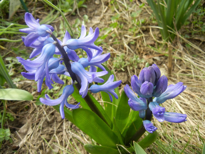 Hyacinth Blue Jacket (2013, April 02)