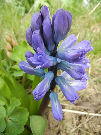 Hyacinth Blue Jacket (2013, April 02) - Hyacinth Blue Jacket