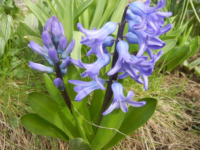 Hyacinth Blue Jacket (2013, April 02) - Hyacinth Blue Jacket