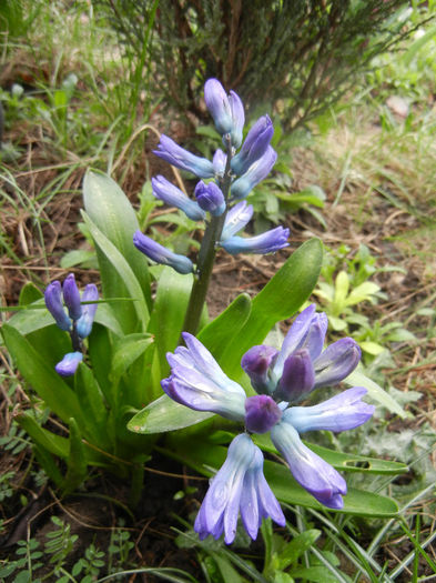 Hyacinth Blue Jacket (2013, April 03) - Hyacinth Blue Jacket