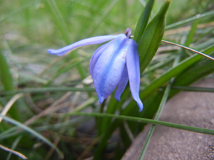 Scilla siberica (2013, April 03) Scilla siberica (2013, April 03)