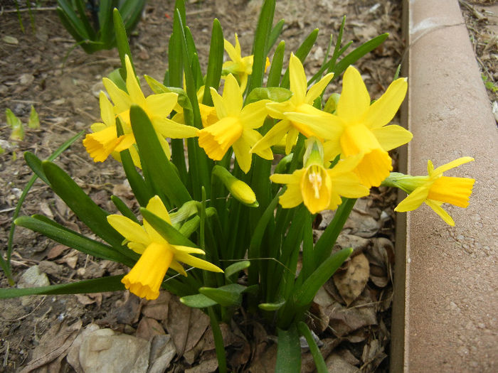 Narcissus Tete-a-Tete (2013, April 02) - Narcissus Tete-a-Tete