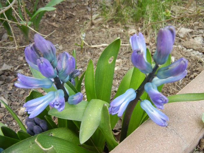 Hyacinth Delft Blue (2013, April 02) - Hyacinth Delft Blue