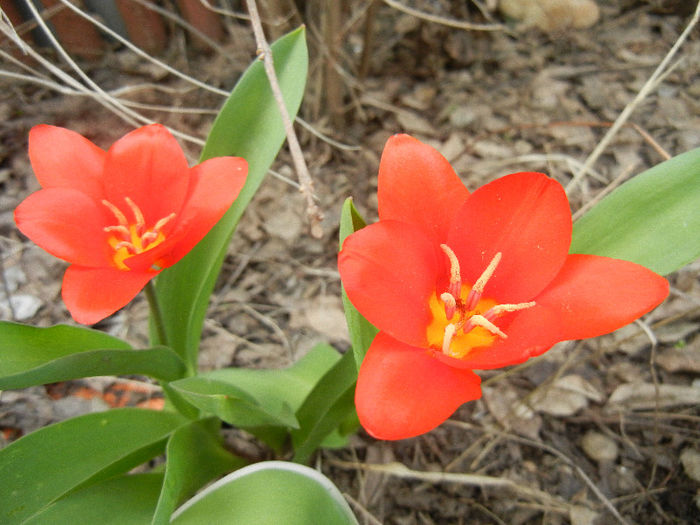 Tulipa Showwinner (2013, April 02)