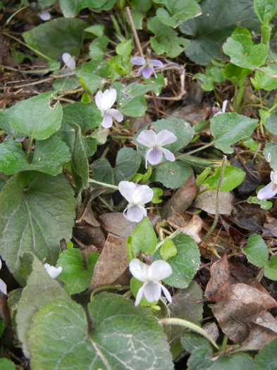 Sweet White Violet (2013, April 03) - SWEET VIOLET White