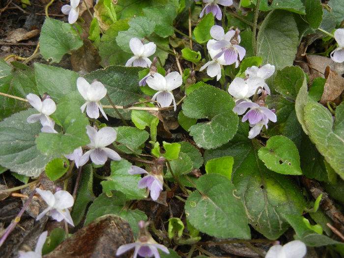 Sweet White Violet (2013, April 03) - SWEET VIOLET White