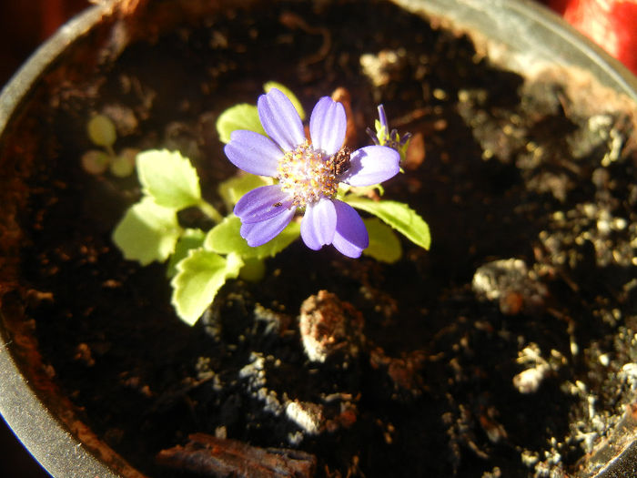 Pericallis x hybrida Blue (2013, April 01)