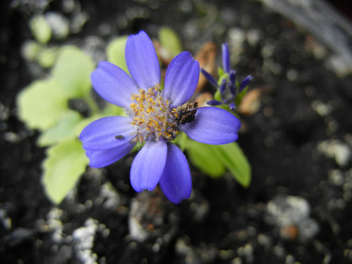 Pericallis x hybrida Blue (2013, April 03) - Pericallis x hybrida Blue