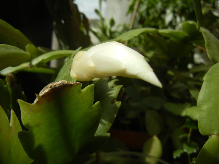 White Schlumbergera (2013, April 02)