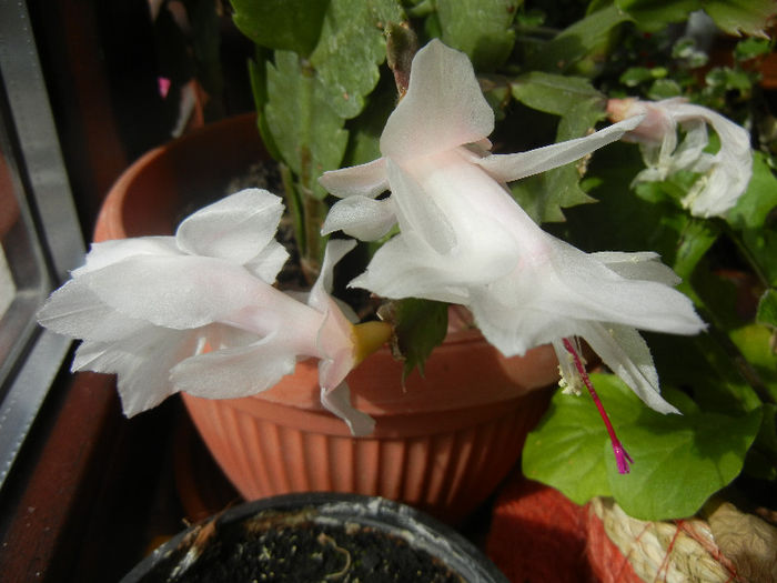 White Schlumbergera (2013, April 02)