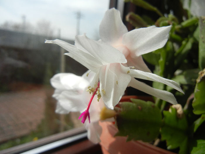 White Schlumbergera (2013, April 02)