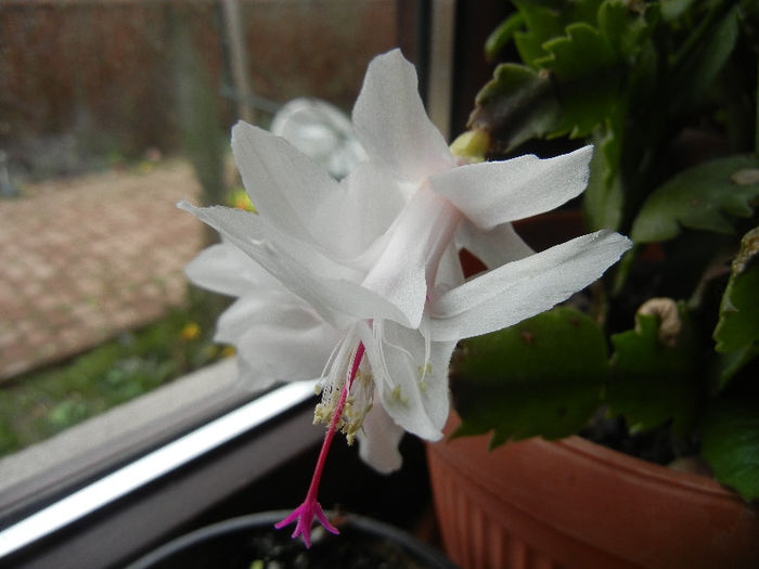 White Schlumbergera (2013, April 03)