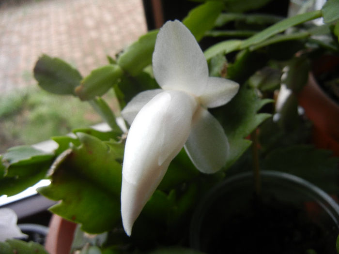 White Schlumbergera (2013, April 03)