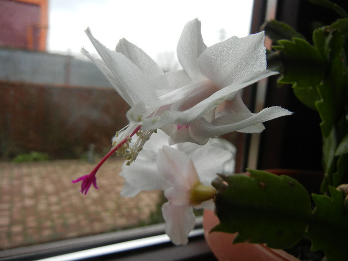 White Schlumbergera (2013, April 03)