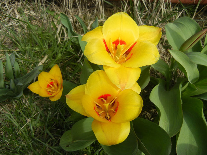 Tulipa Stresa (2013, April 02)