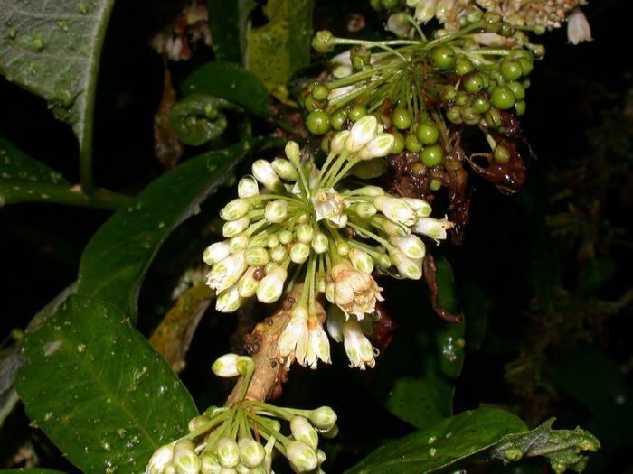 Acnistus arborescens - 1-de vanzare 2019-2020- SEMINTE TROPICALE RARE