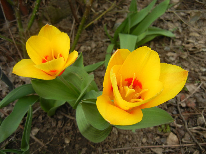 Tulipa Stresa (2013, April 02)