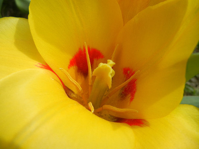 Tulipa Stresa (2013, April 02)
