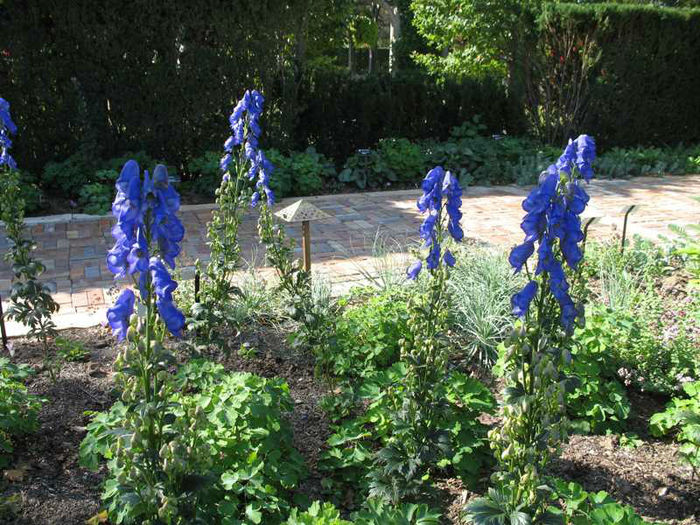 Aconitum carmichaelii