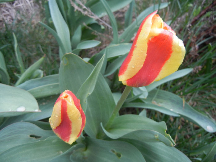 Tulipa Stresa (2013, April 03)