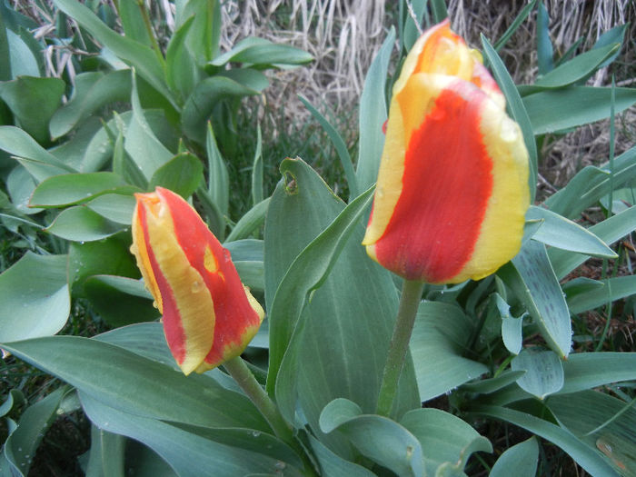 Tulipa Stresa (2013, April 03)