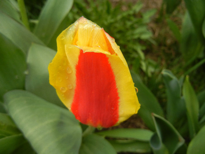 Tulipa Stresa (2013, April 03)