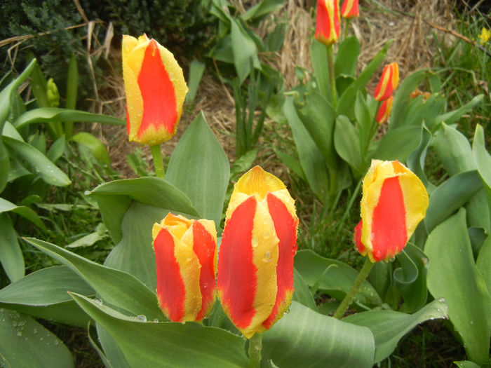 Tulipa Stresa (2013, April 03)