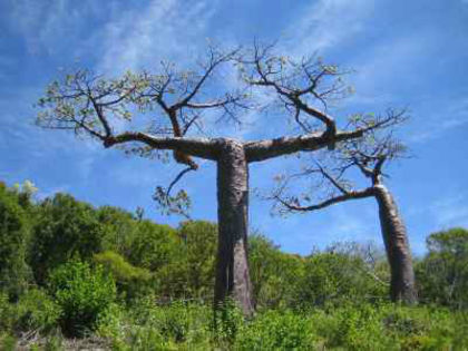 Adansonia suarezensis