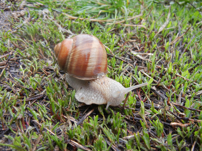 Garden Snail. Melc (2013, April 03) - SNAILS_Melci