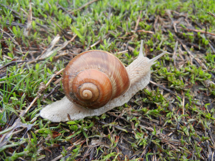 Garden Snail. Melc (2013, April 03) - SNAILS_Melci