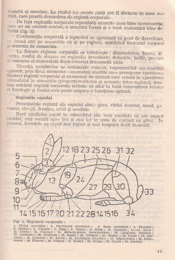 p141 011 - TEHNOLOGIA CRESTERII IEPURILOR DE CASA