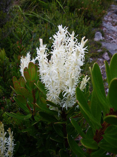 Agastachys odorata