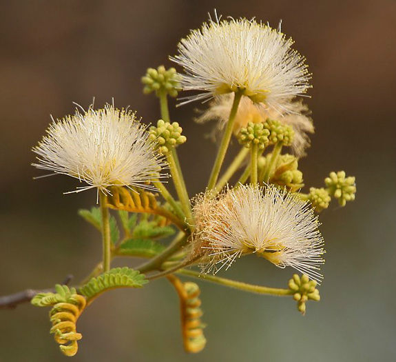 Albizia amara