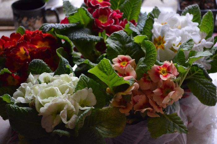 primule dragalase!!!