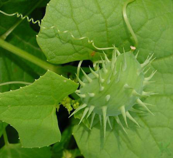 CYCLANTHERA BRACHYSTACHYA exploziv