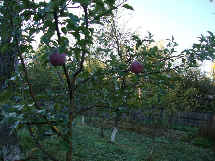 Mar Florina -A intrat pe productie! - COSESTI-ARGES