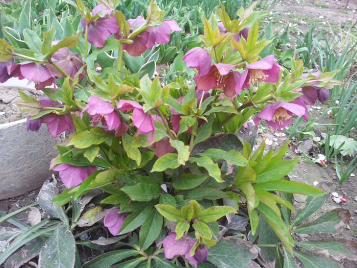 2013-04-03 16.38.13 - flori si trandafiri - 2013