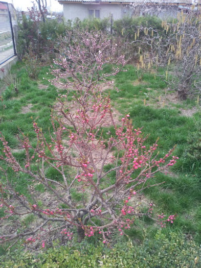 2013-04-03 17.02.49 - flori si trandafiri - 2013
