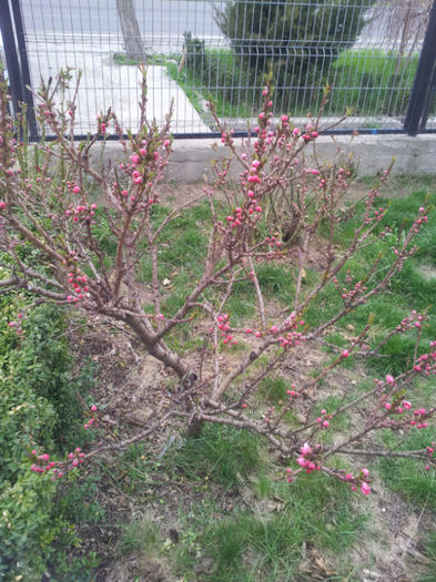 2013-04-03 17.02.58 - flori si trandafiri - 2013